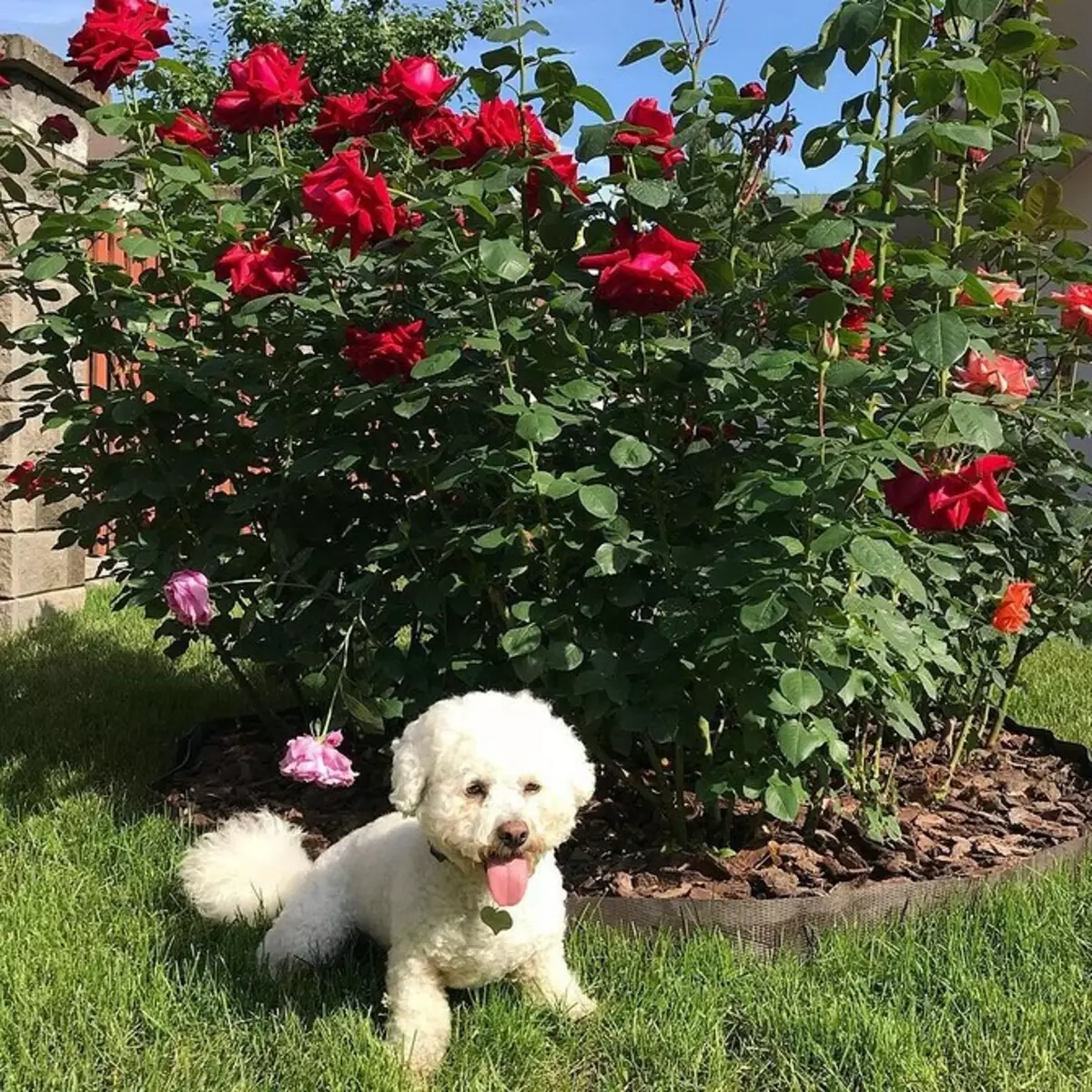 Gül ilə çiçək çarpayının bəzəyi: faydalı məsləhətlər və 65+ gözəl kompozisiyaların fotoşəkili 9137_136