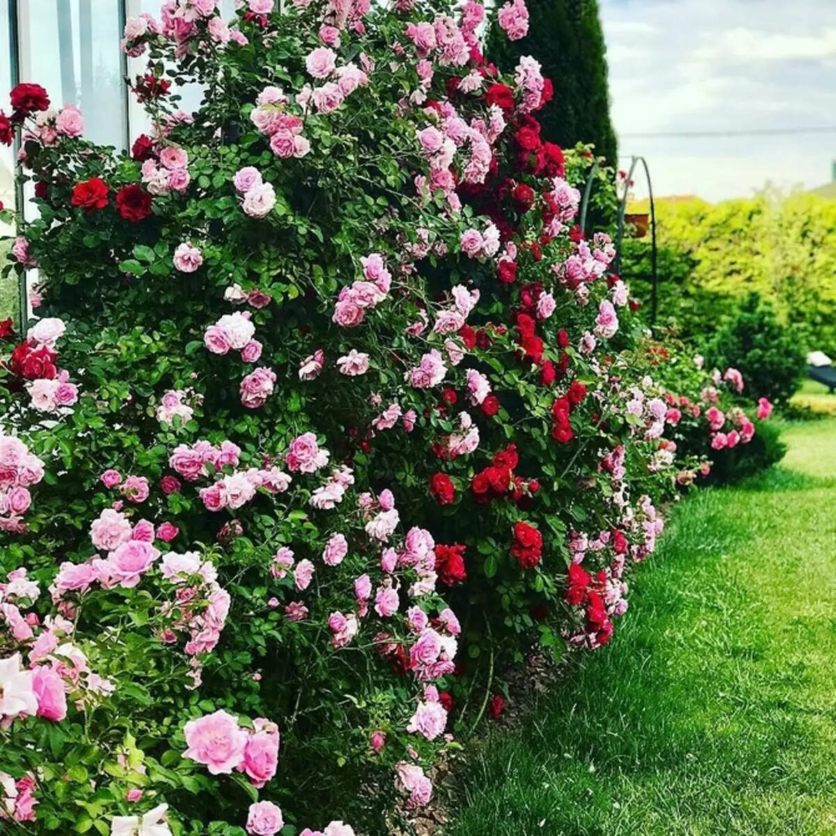 Decoração de camas de flores com rosas: dicas úteis e mais de 65 fotos de belas composições 9137_14