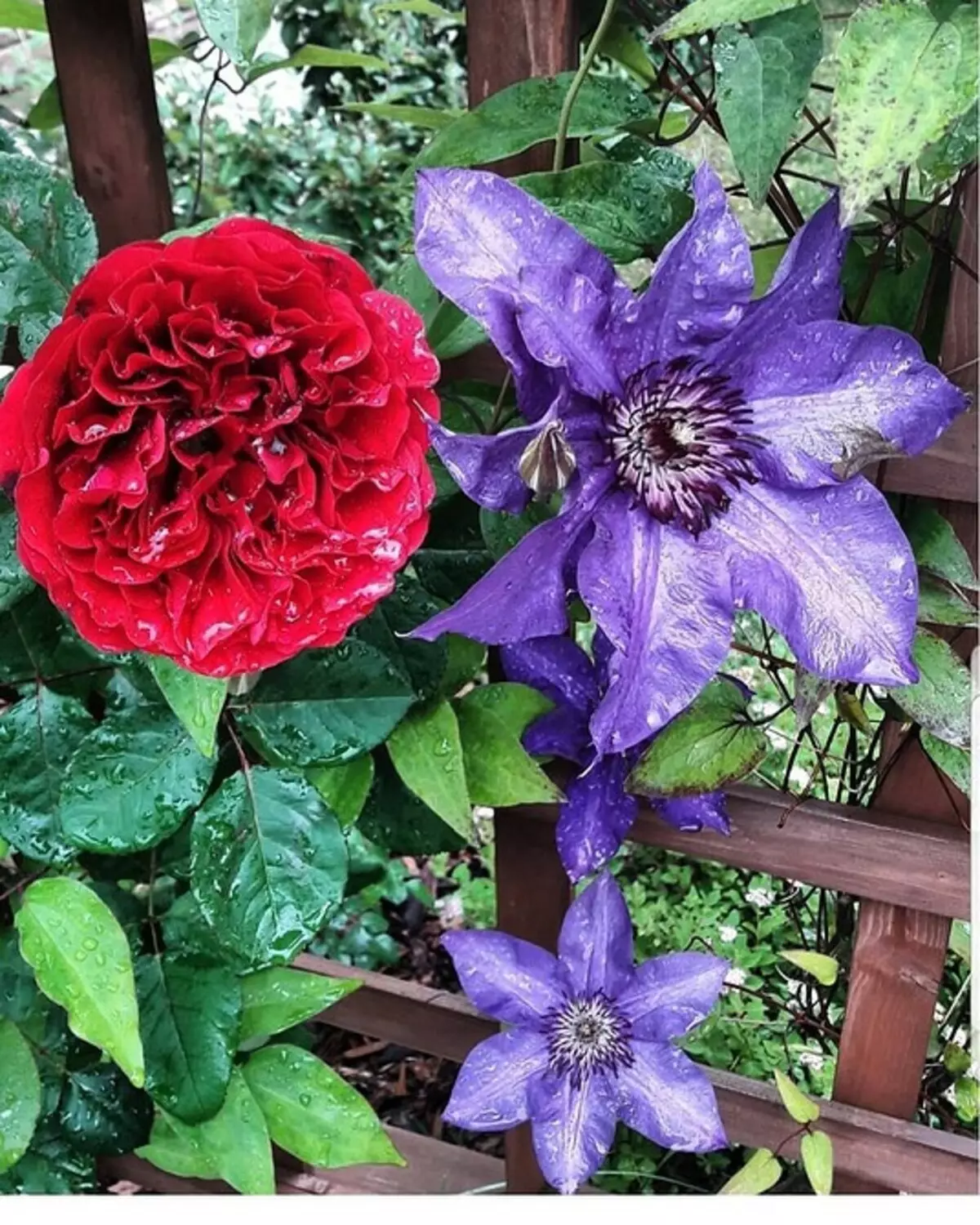 Decoración de camas de flores con rosas: consellos útiles e 65 fotos de fermosas composicións 9137_141