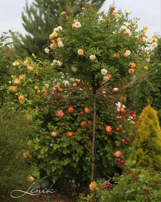 Dekoration av blomsterbäddar med rosor: användbara tips och 65 + bilder av vackra kompositioner 9137_142