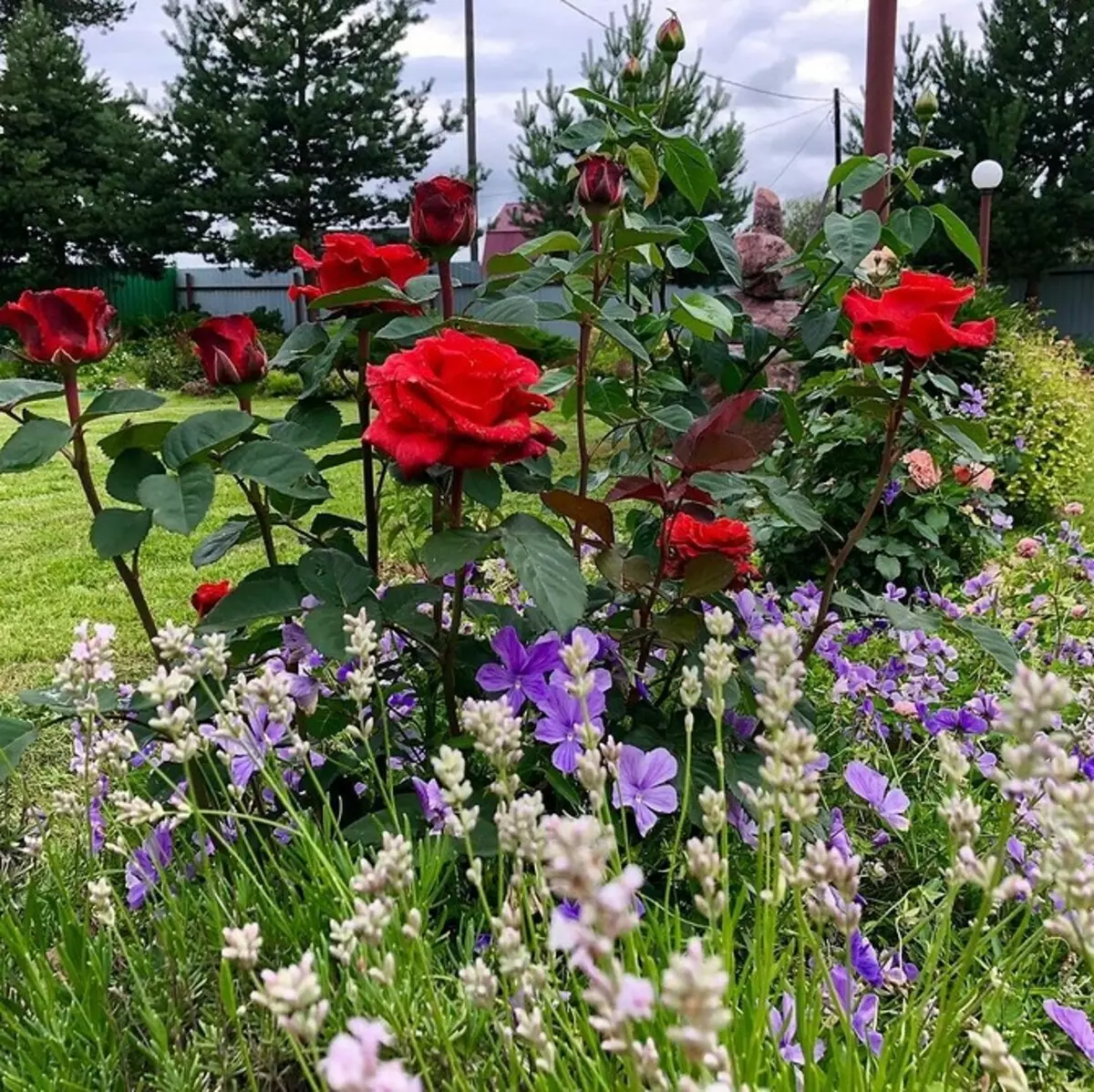 Decorazione di aiuole con rose: consigli utili e 65+ foto di belle composizioni 9137_143