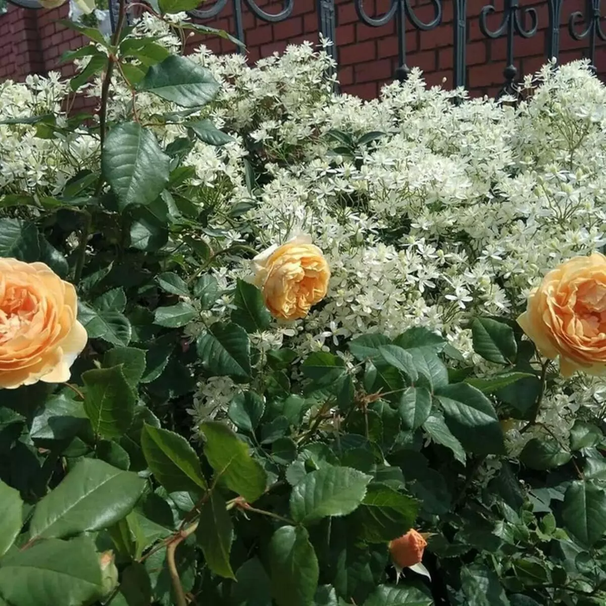गुलाब के साथ फूलों के बिस्तरों की सजावट: उपयोगी टिप्स और सुंदर रचनाओं की 65+ तस्वीरें 9137_144