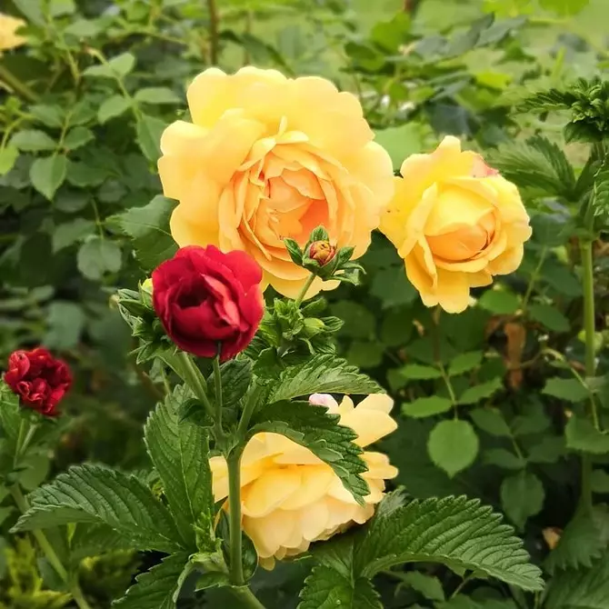 Dekoraasje fan blommenbêden mei roazen: nuttige tips en 65+ foto's fan prachtige komposysjes 9137_145