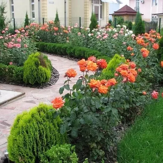 Gül ilə çiçək çarpayının bəzəyi: faydalı məsləhətlər və 65+ gözəl kompozisiyaların fotoşəkili 9137_15