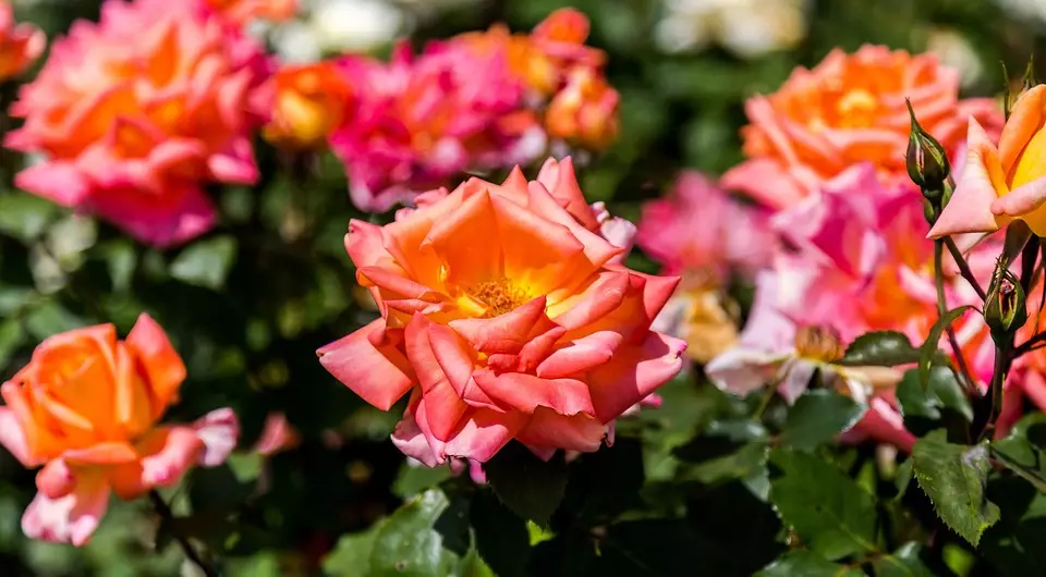 Decoración de camas de flores con rosas: consellos útiles e 65 fotos de fermosas composicións