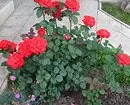 Decoración de camas de flores con rosas: consellos útiles e 65 fotos de fermosas composicións 9137_21