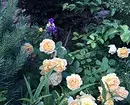 Decoración de camas de flores con rosas: consellos útiles e 65 fotos de fermosas composicións 9137_23