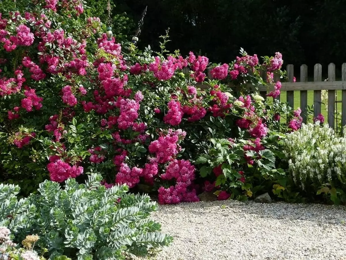 Dekoraasje fan blommenbêden mei roazen: nuttige tips en 65+ foto's fan prachtige komposysjes 9137_25