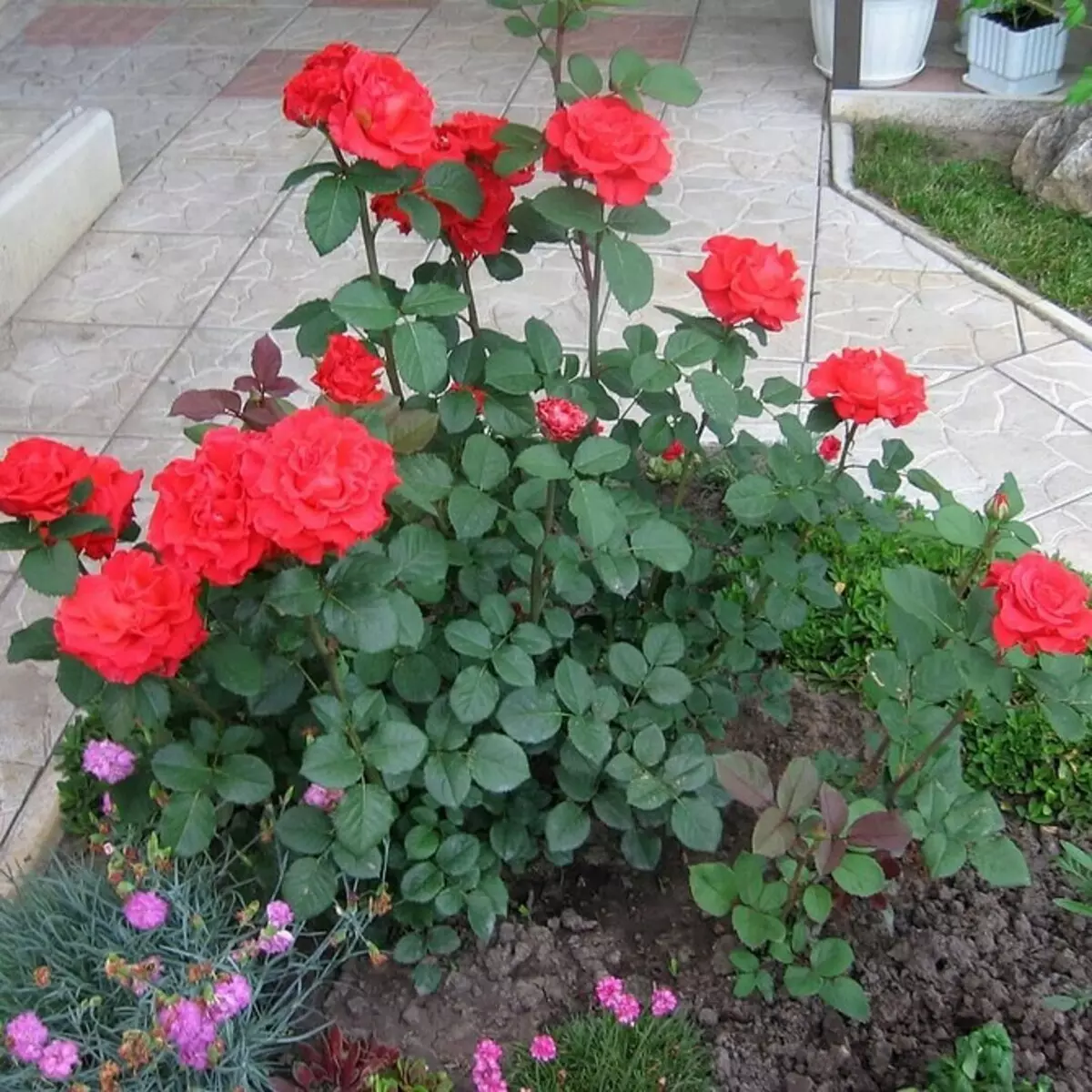 Decoración de camas de flores con rosas: consellos útiles e 65 fotos de fermosas composicións 9137_26