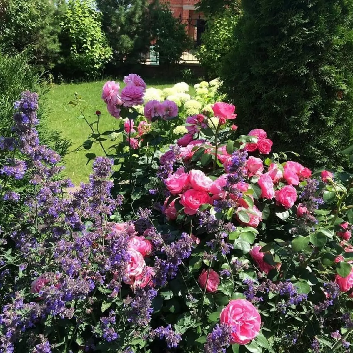 Decoración de camas de flores con rosas: consellos útiles e 65 fotos de fermosas composicións 9137_27