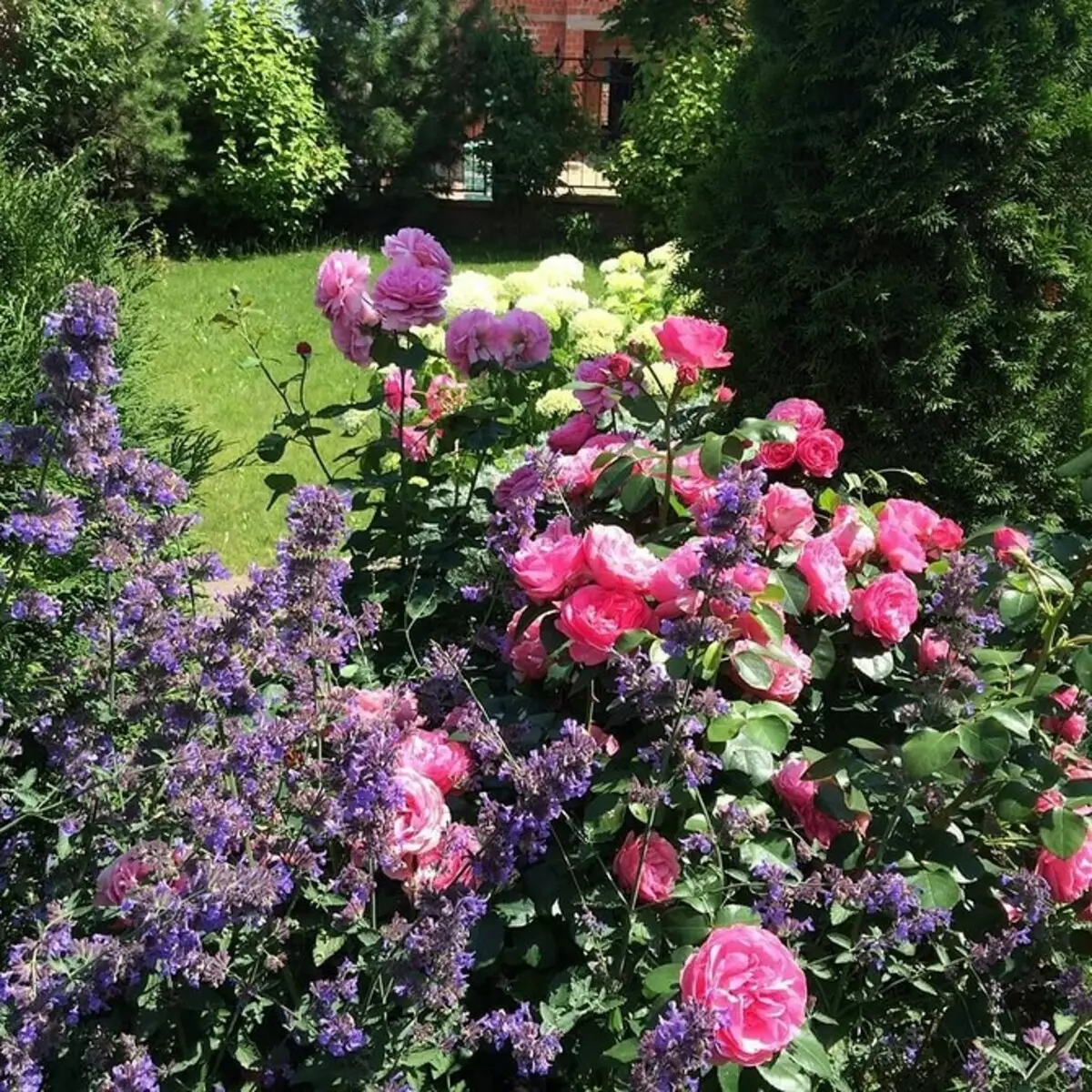 Dekoration av blomsterbäddar med rosor: användbara tips och 65 + bilder av vackra kompositioner 9137_27