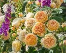 Decoración de camas de flores con rosas: consellos útiles e 65 fotos de fermosas composicións 9137_3