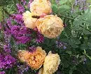 Decorarea paturilor de flori cu trandafiri: Sfaturi utile și 65+ fotografii de compoziții frumoase 9137_31