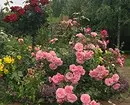 गुलाब के साथ फूलों के बिस्तरों की सजावट: उपयोगी टिप्स और सुंदर रचनाओं की 65+ तस्वीरें 9137_32