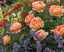 गुलाब के साथ फूलों के बिस्तरों की सजावट: उपयोगी टिप्स और सुंदर रचनाओं की 65+ तस्वीरें 9137_34