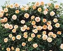 Decoración de camas de flores con rosas: consellos útiles e 65 fotos de fermosas composicións 9137_4