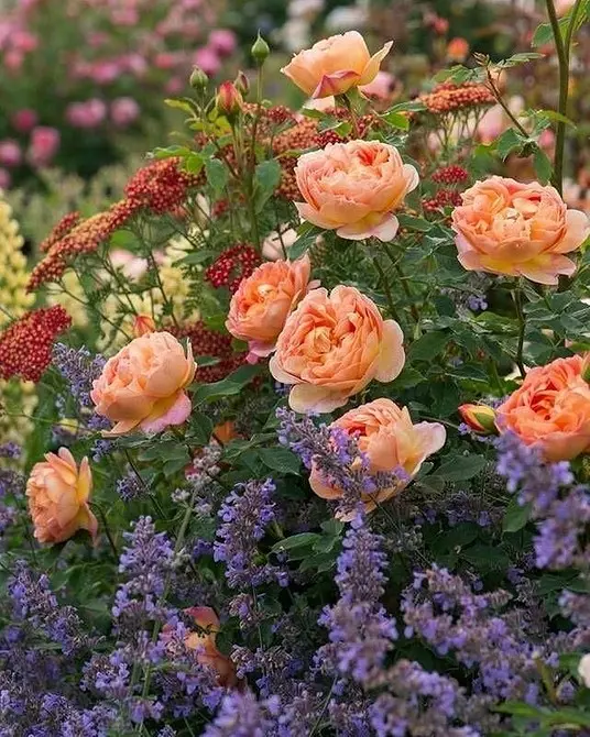 Decoración de camas de flores con rosas: consellos útiles e 65 fotos de fermosas composicións 9137_40