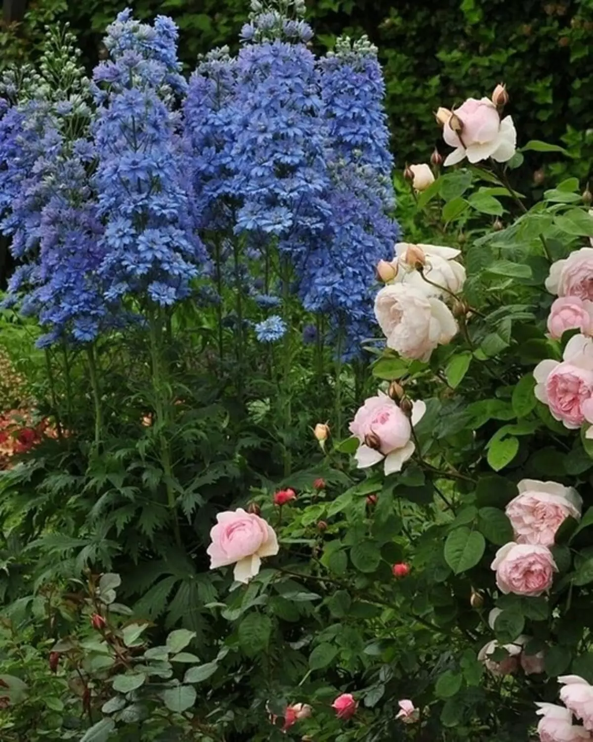 Dekoraasje fan blommenbêden mei roazen: nuttige tips en 65+ foto's fan prachtige komposysjes 9137_41