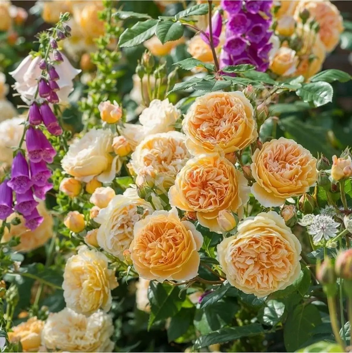 Decorarea paturilor de flori cu trandafiri: Sfaturi utile și 65+ fotografii de compoziții frumoase 9137_5