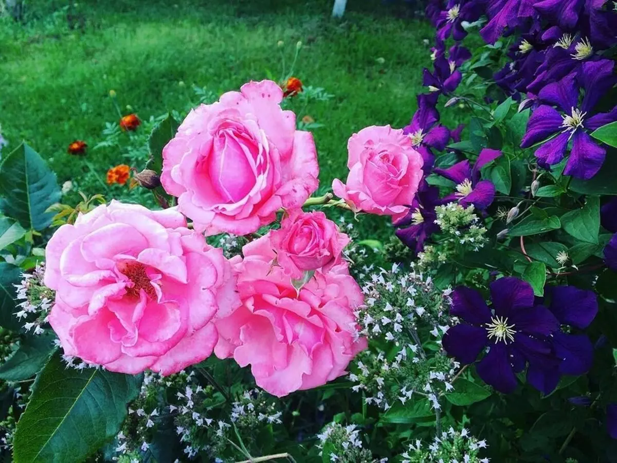 गुलाब के साथ फूलों के बिस्तरों की सजावट: उपयोगी टिप्स और सुंदर रचनाओं की 65+ तस्वीरें 9137_50