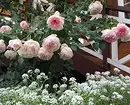 गुलाब के साथ फूलों के बिस्तरों की सजावट: उपयोगी टिप्स और सुंदर रचनाओं की 65+ तस्वीरें 9137_57