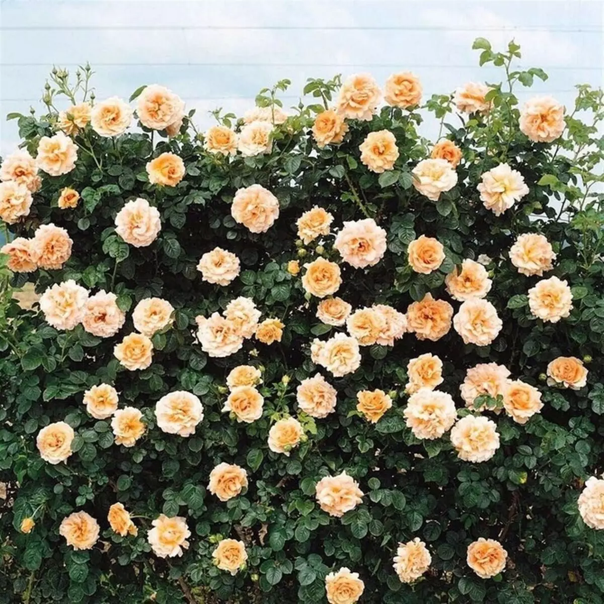 Decoración de camas de flores con rosas: consellos útiles e 65 fotos de fermosas composicións 9137_6