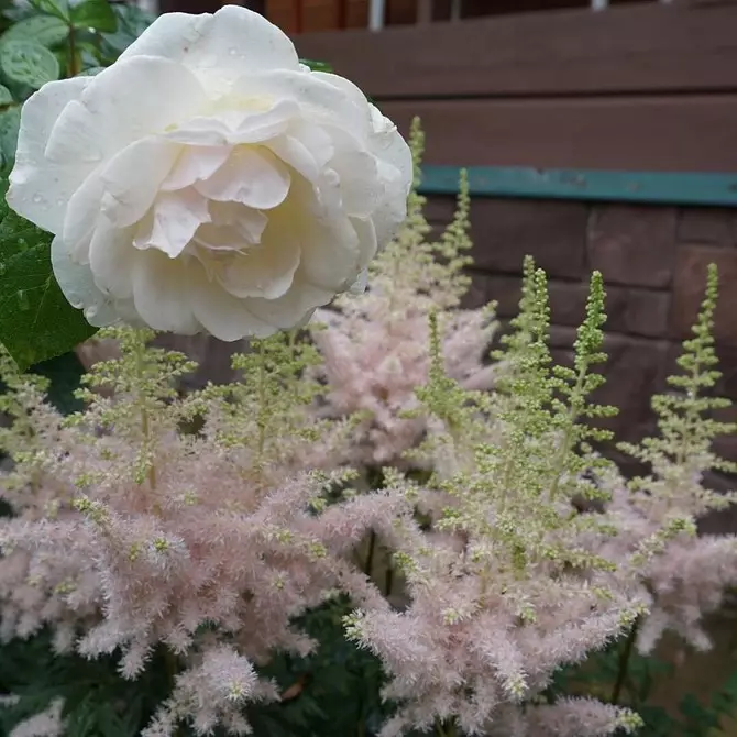 Dekoration av blomsterbäddar med rosor: användbara tips och 65 + bilder av vackra kompositioner 9137_66