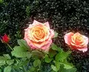 गुलाब के साथ फूलों के बिस्तरों की सजावट: उपयोगी टिप्स और सुंदर रचनाओं की 65+ तस्वीरें 9137_71