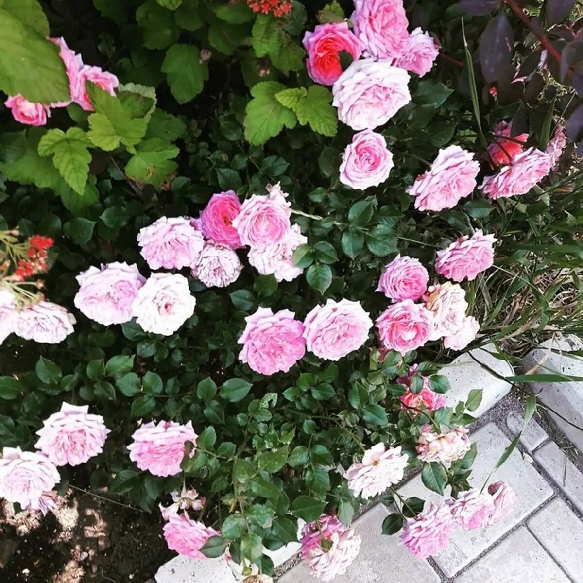 Decoración de camas de flores con rosas: consellos útiles e 65 fotos de fermosas composicións 9137_73