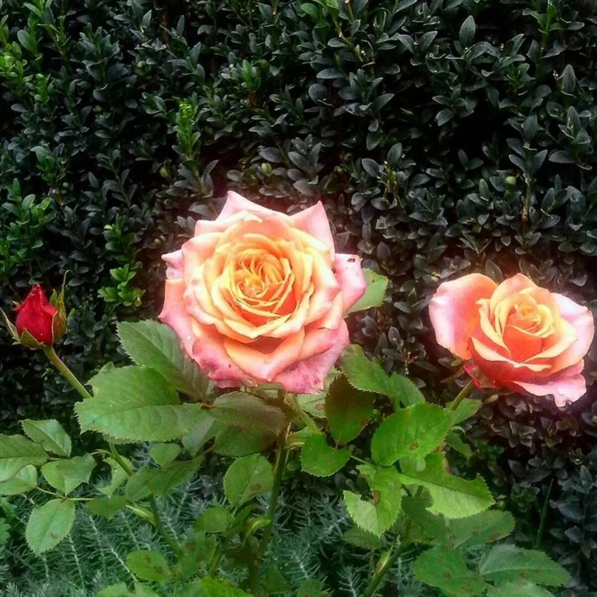 Decorarea paturilor de flori cu trandafiri: Sfaturi utile și 65+ fotografii de compoziții frumoase 9137_75