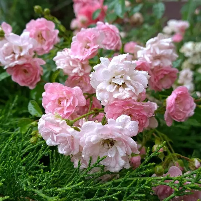 Decoración de camas de flores con rosas: consellos útiles e 65 fotos de fermosas composicións 9137_76