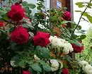 Decoración de camas de flores con rosas: consellos útiles e 65 fotos de fermosas composicións 9137_78