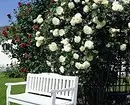 गुलाब के साथ फूलों के बिस्तरों की सजावट: उपयोगी टिप्स और सुंदर रचनाओं की 65+ तस्वीरें 9137_8