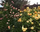 Umhlobiso wemibhede yezimbali enama-roses: amathiphu awusizo nezithombe ezingama-65 + zezingoma ezinhle 9137_81