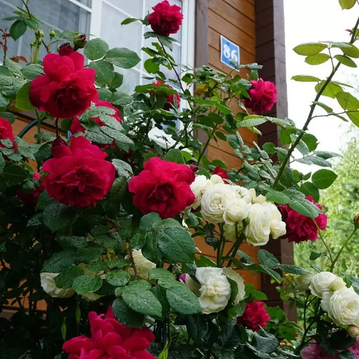 Decoración de camas de flores con rosas: consellos útiles e 65 fotos de fermosas composicións 9137_82