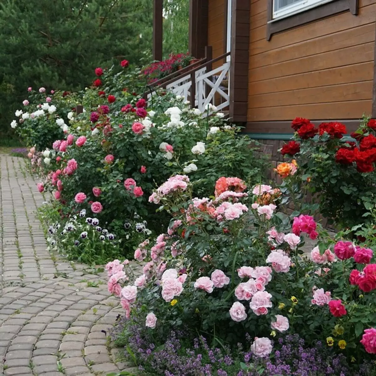Decoración de camas de flores con rosas: consellos útiles e 65 fotos de fermosas composicións 9137_83