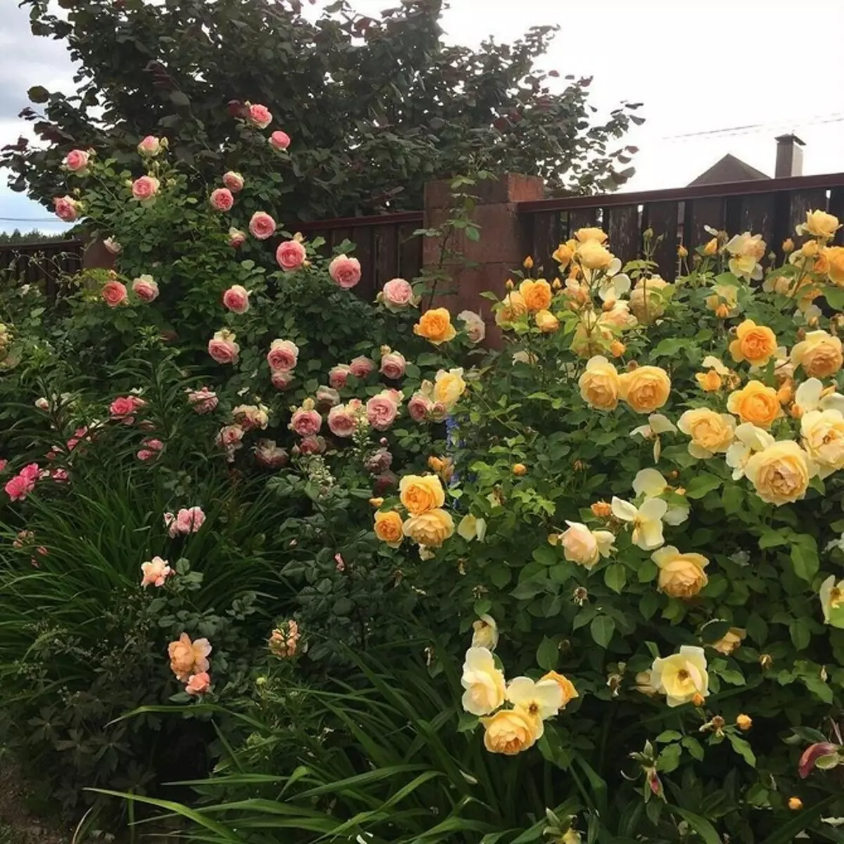 Decoración de camas de flores con rosas: consellos útiles e 65 fotos de fermosas composicións 9137_85