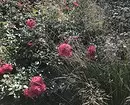 Decorarea paturilor de flori cu trandafiri: Sfaturi utile și 65+ fotografii de compoziții frumoase 9137_91