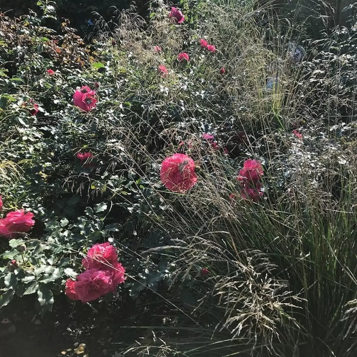 Decoración de camas de flores con rosas: consellos útiles e 65 fotos de fermosas composicións 9137_96