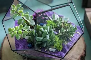 12 accessoires utiles pour plantes intérieures 9477_1