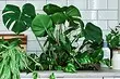 Boatigheid gefoelens en 7 nuttiger en budzjetprodukten út IKEA foar indoorplanten