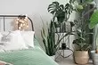 10 Učebne džungľové interiéry pre Indoor Plant Lovers