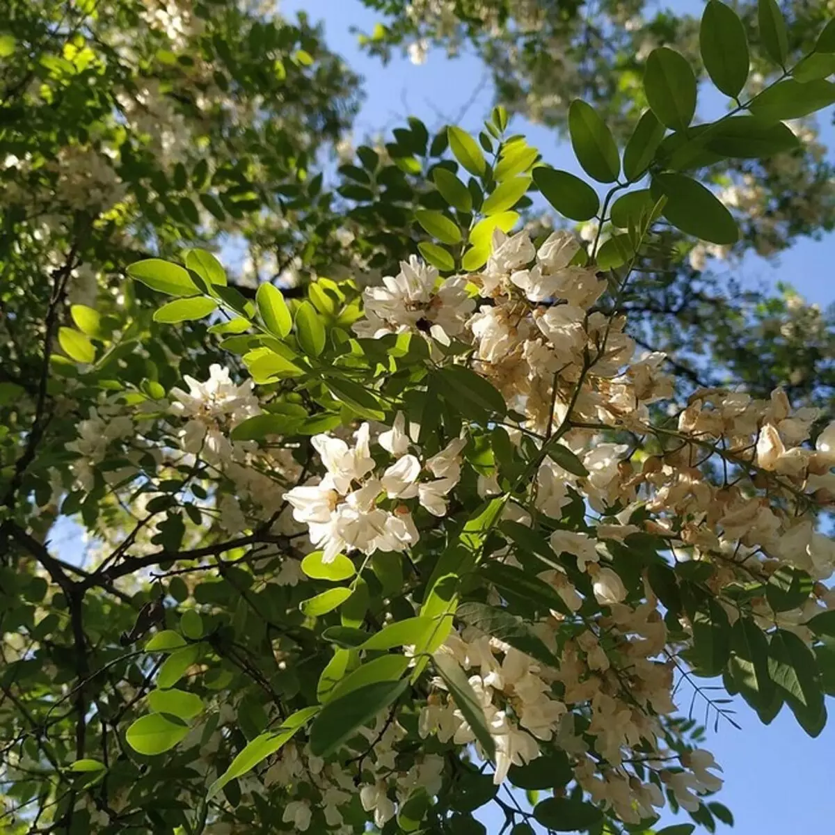 7 alberi in rapida crescita per il tuo sito 9616_19