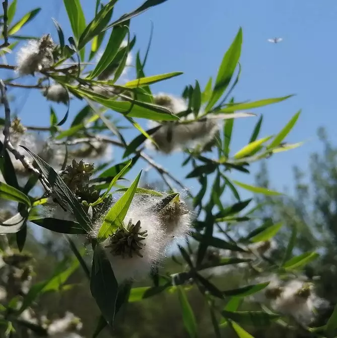 7 alberi in rapida crescita per il tuo sito 9616_31