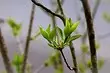 Come rianimare un vecchio e un albero malato: 8 consigli per giardinieri