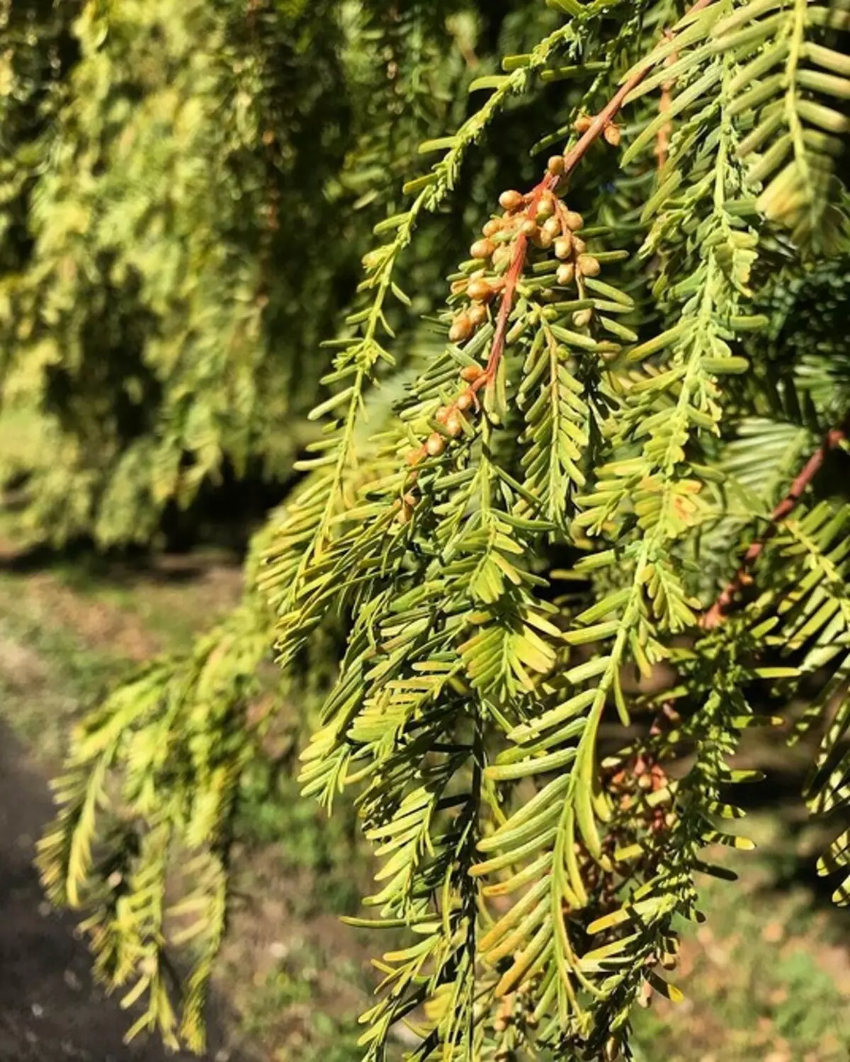 7 Pokok-pokok yang berkembang pesat untuk laman web anda 9616_9