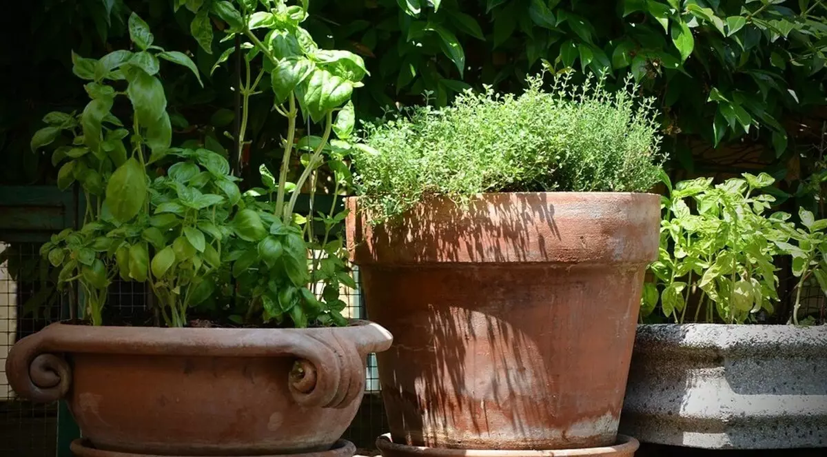Od bilja i začina: 7 načina za uzgoj bujnog i jednostavnog cvjetnog lista na vašoj kućici 9622_10
