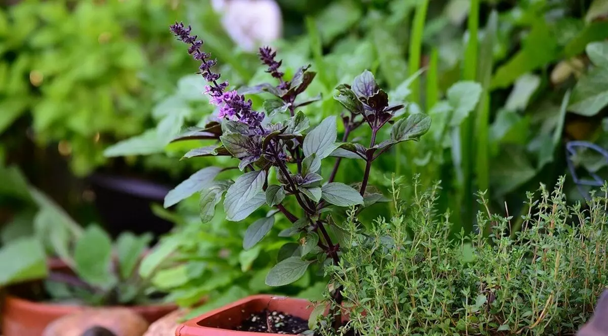 Desde Hierbas y especias: 7 maneras de cultivar una hoja de flores exuberantes y simples en su casa
