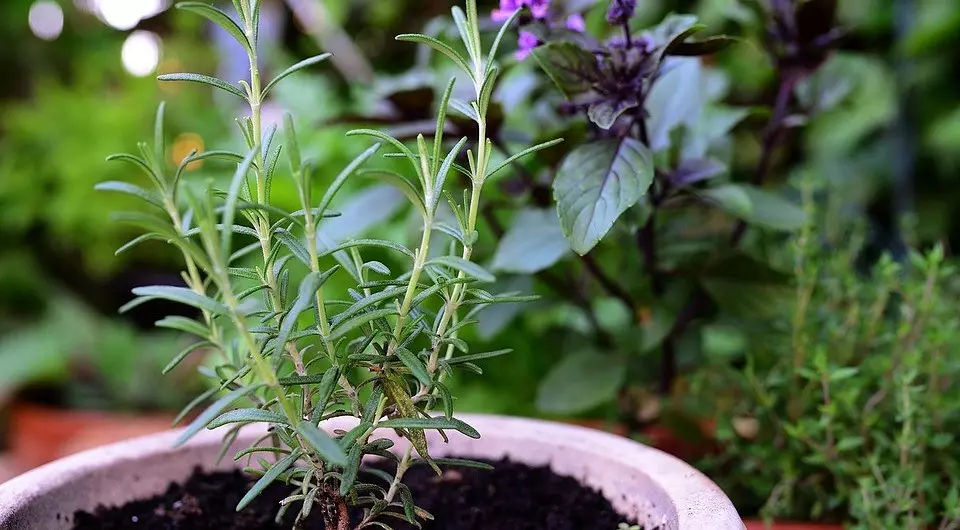 Od bilja i začina: 7 načina za uzgoj bujnog i jednostavnog cvjetnog lista na vašoj kućici 9622_5