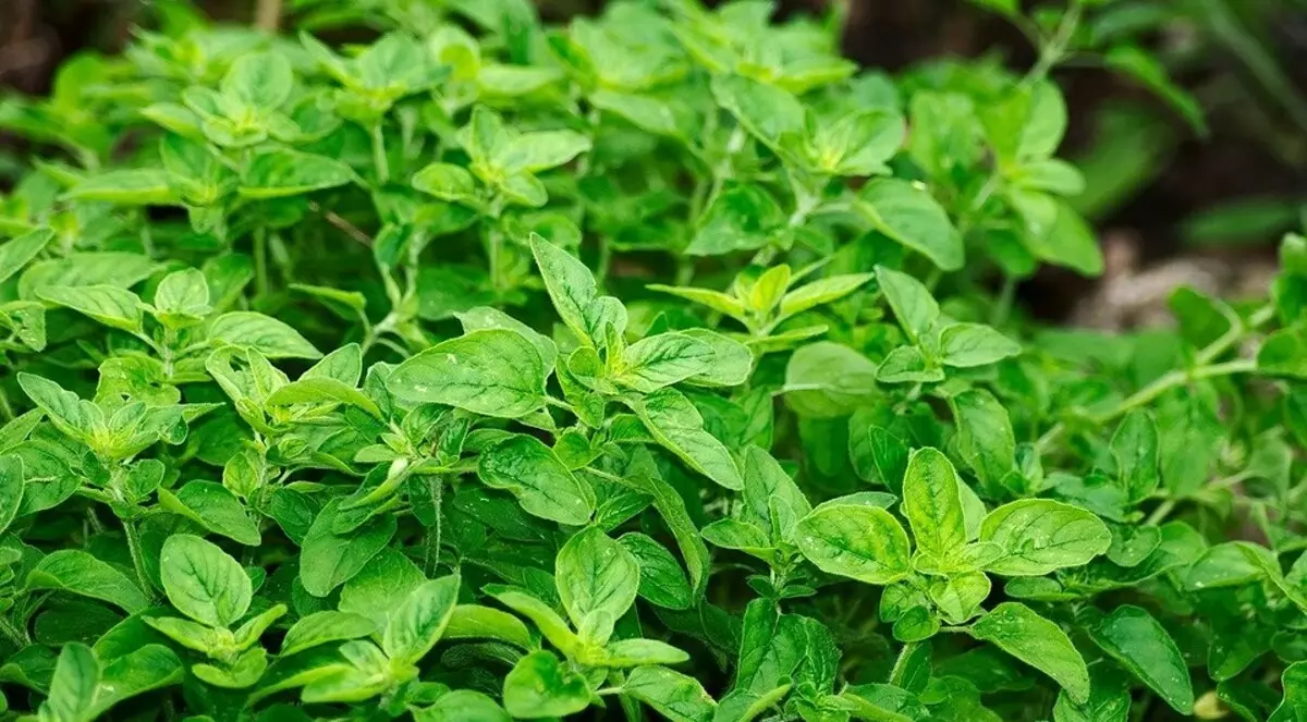 Dari herbal dan rempah-rempah: 7 cara untuk menumbuhkan daun bunga subur dan sederhana di pondok Anda 9622_6